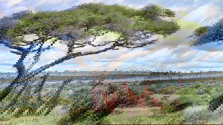 Kenya & Tanzania Safari Adventure with Zanzibar