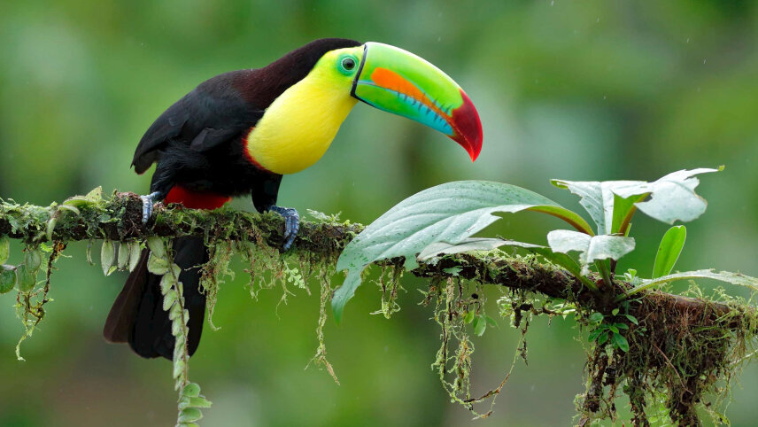Costa Rica Nature Adventure