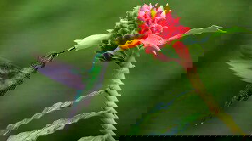 8 Day Costa Rica Nature Adventure (Trafalgar)