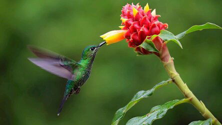 8 Day Costa Rica Nature Adventure (Trafalgar)