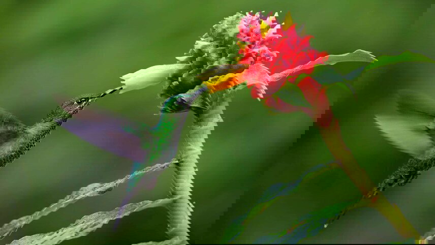 Costa Rica Nature Adventure with Guanacaste