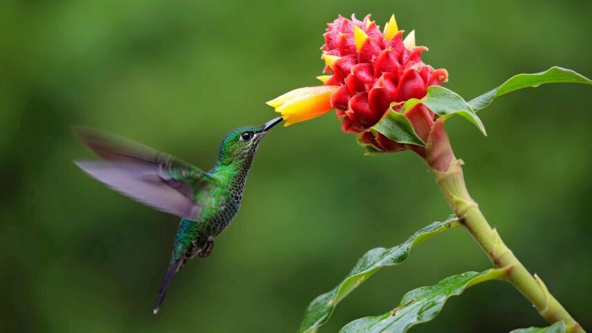 Costa Rica Nature Adventure with Guanacaste