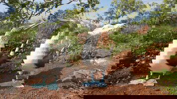 13 Day Highlights of Peru with Galápagos Legend East Cruise (Trafalgar)