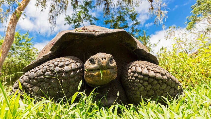 Highlights of Peru with Galápagos Legend North and Central Cruise