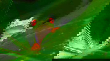 17 Day Land of the Incas with Peruvian Amazon (Trafalgar)