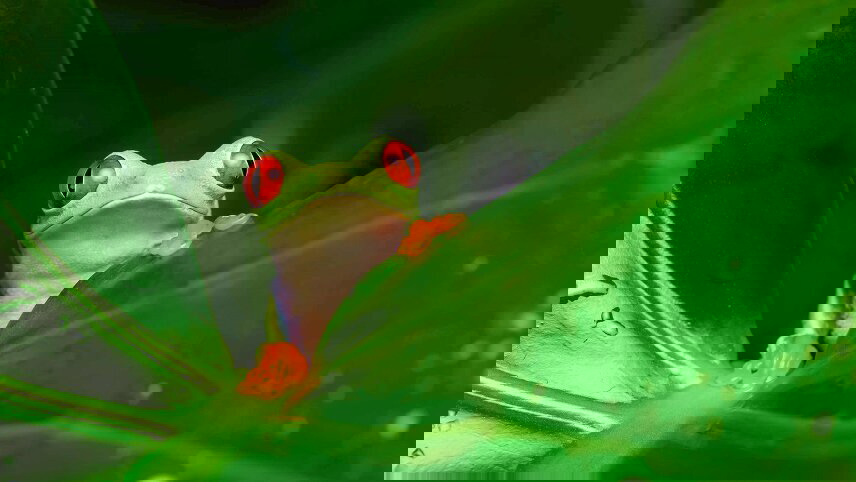 Land of the Incas with Peruvian Amazon