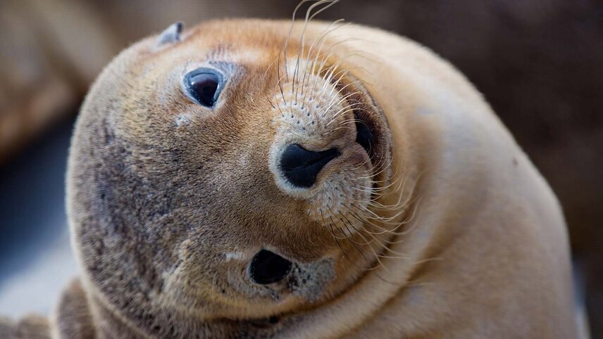 Remarkable Adelaide to Kangaroo Island