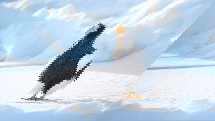 Japan Winter Adventure