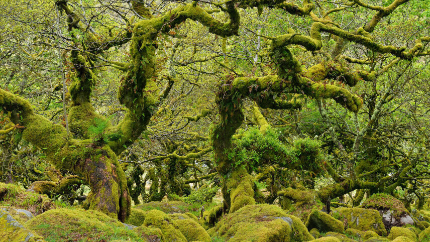 Devon and Cornwall Escape (Small Group)