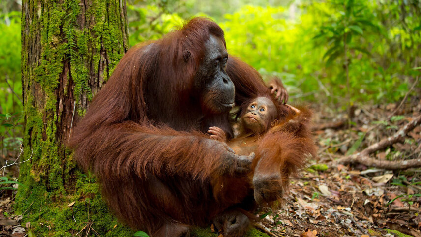 Wild Encounters of Borneo with Kuching (Small Group)