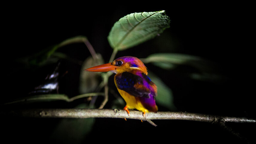 Wild Encounters of Borneo (Small Group)