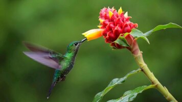 8 Day Costa Rica Nature Adventure (Small Group) (Trafalgar)