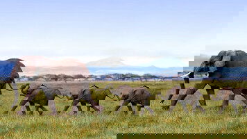 14 Day Kenya and Tanzania Adventure (Travelmarvel)