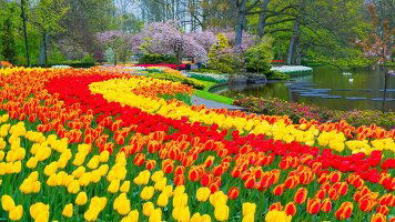 15 Day Springtime in the Netherlands and Belgium (Travelmarvel)