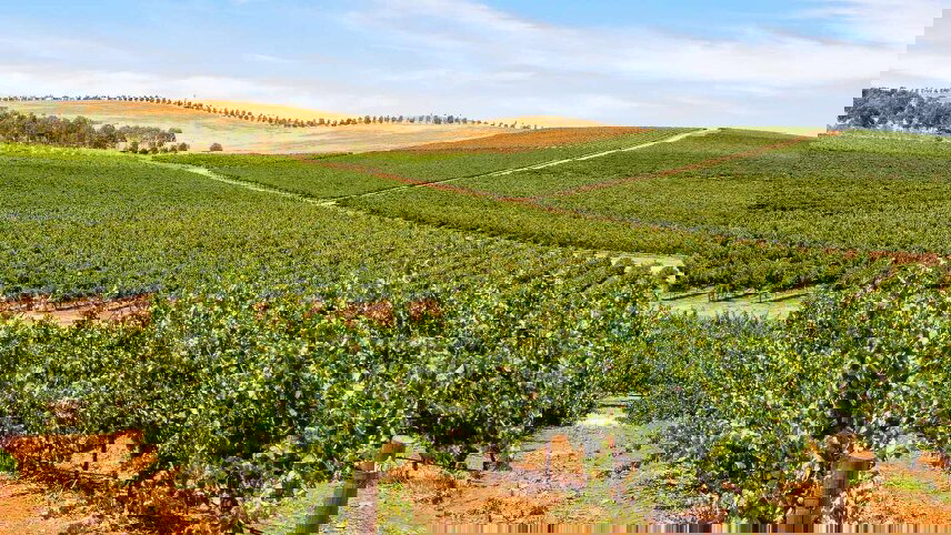 Explore the Eyre Peninsula