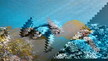 11 Day West Coast Discovery by 4WD (Travelmarvel)