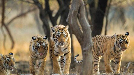 13 Day India’s Golden Triangle, Tigers and Shimla (Travelmarvel)