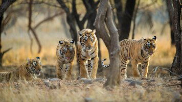 13 Day India’s Golden Triangle, Tigers and Shimla (Travelmarvel)