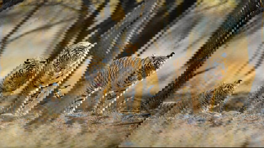 India’s Golden Triangle, Tigers and Shimla