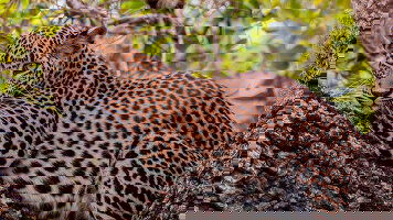 20 Day In Search of Tigers and Leopards (Travelmarvel)