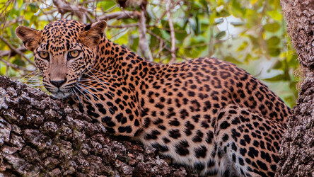 21 Day In Search of Tigers and Leopards (Travelmarvel)