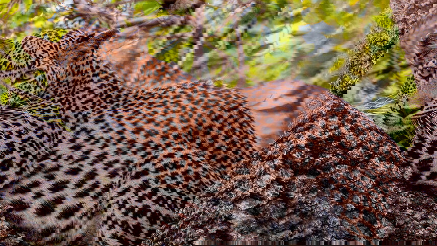 In Search of Tigers and Leopards