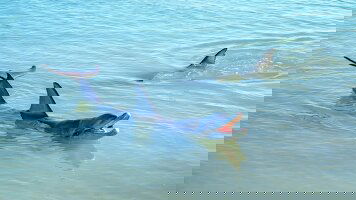 7 Day Magical Monkey Mia (Travelmarvel)