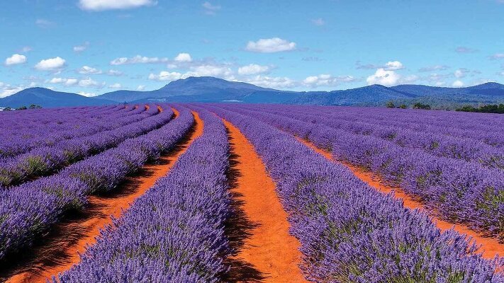 10 Day Grand Tasman with Travelmarvel