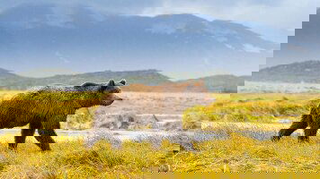 23 Day Rockies and Alaskan Adventure (Travelmarvel)