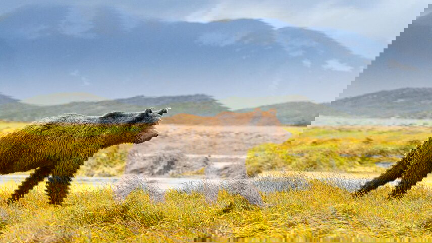 Rockies and Alaskan Adventure