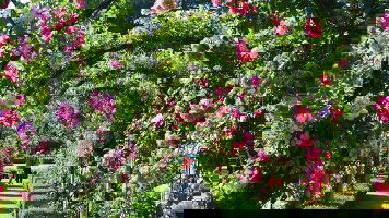 12 Day Enchanting Rockies (Travelmarvel)