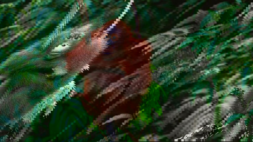 Bali & Sumatra Adventure