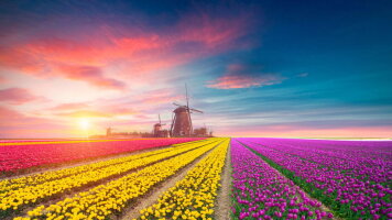 8 Day Holland & Belgium at Tulip Time (Uniworld)