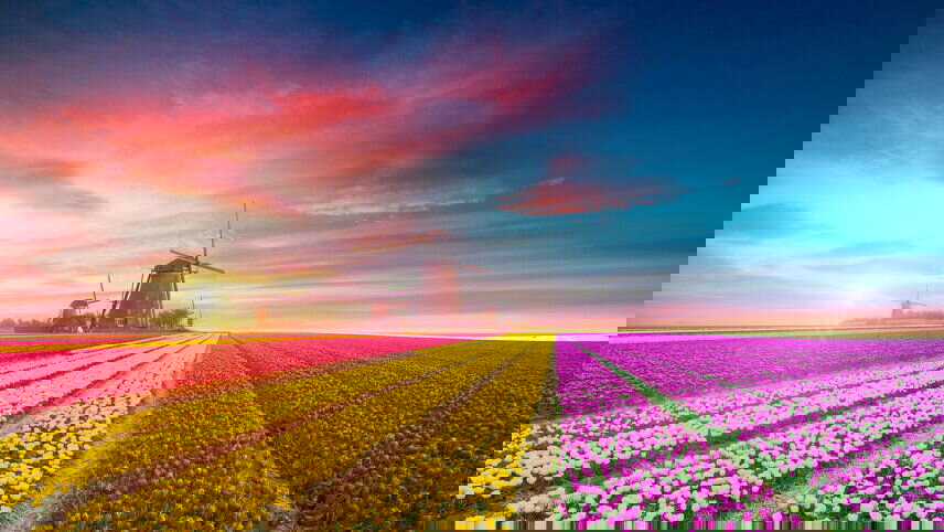 Holland & Belgium at Tulip Time