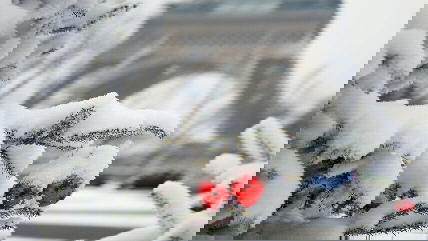 Magical Parisian Holiday