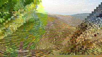 18 Day Wine Roads of France & Portugal (Uniworld)