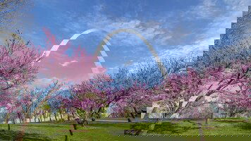 15 Day The Big Easy to the Gateway City (Viking)