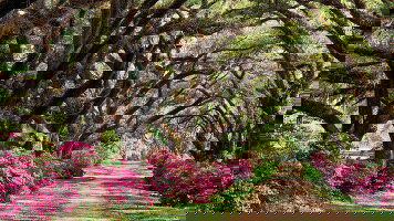 11 Day New Orleans to Memphis (Viking)