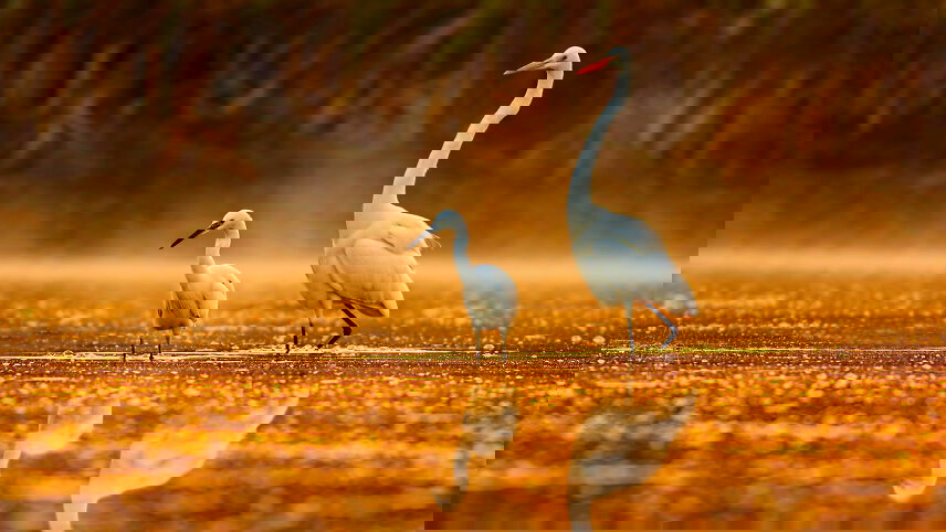 Mississippi River Odyssey