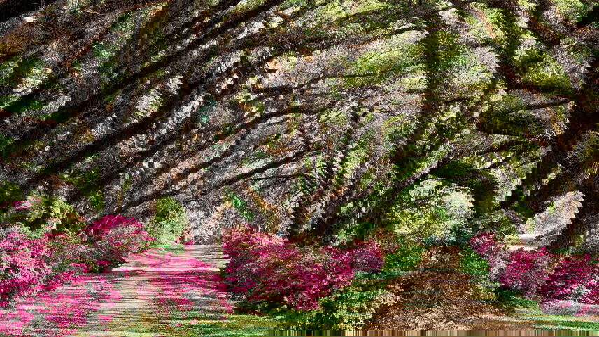 New Orleans & Southern Charms