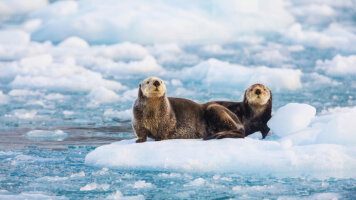 15 Day Alaskan Fjords & the Inside Passage (Viking)