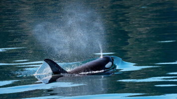 15 Day Alaskan Fjords & the Inside Passage (Viking)