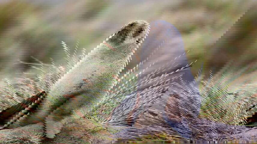 Antarctica & South Georgia Island