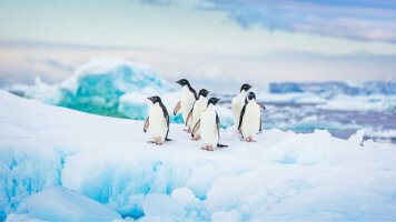 19 Day Antarctica & South Georgia Island (Viking)
