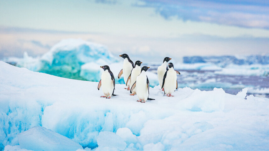 Antarctica & South Georgia Island