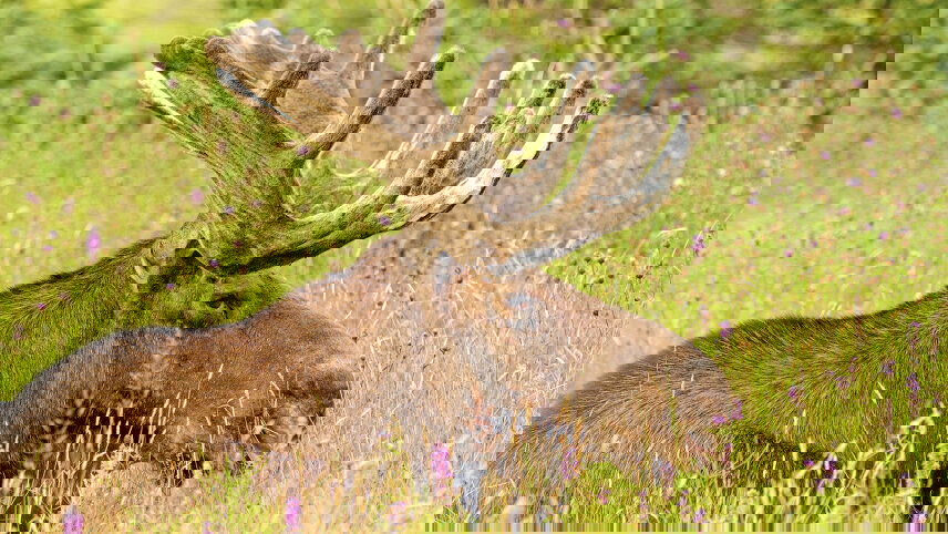 Arctic to Antarctic Explorer