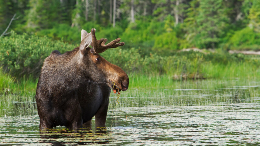 Canadian Discovery