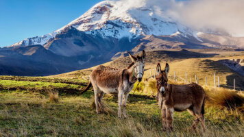 18 Day Panama & Scenic South America (Viking)