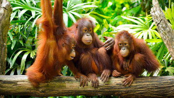 16 Day Best of Borneo (Wendy Wu)