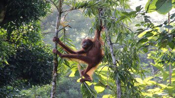 26 Day Borneo & Beyond (Wendy Wu)